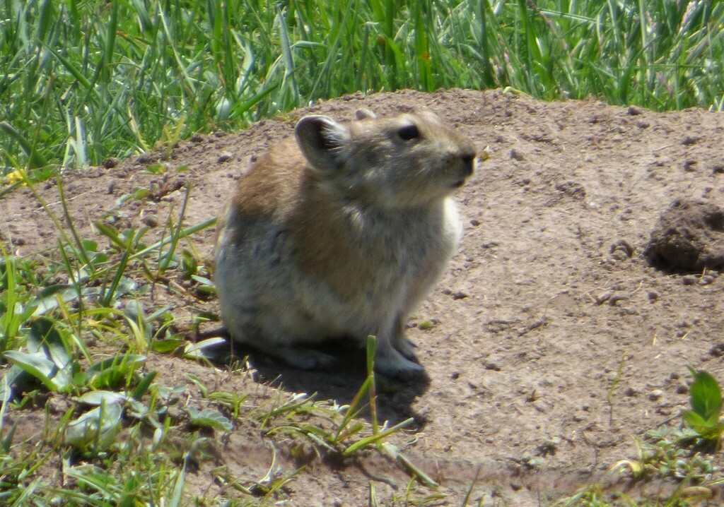 Black-lipped Pika from Qinghai Lake, China on June 24, 2020 at 06:35 AM ...