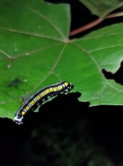 Cyclidia substigmaria