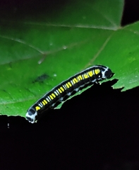 Cyclidia substigmaria