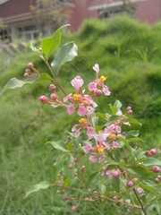 Malpighia glabra