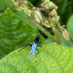 Tachypompilus analis