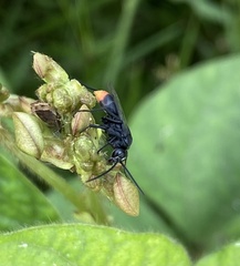 Tachypompilus analis