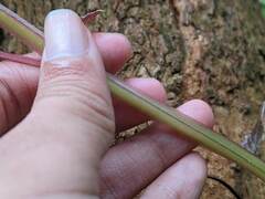 Cissus pteroclada