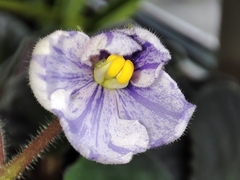 Streptocarpus ionanthus