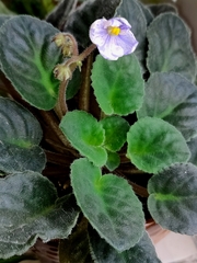 Streptocarpus ionanthus