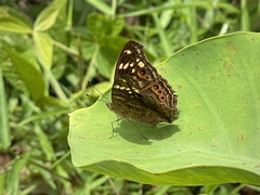 Junonia erigone