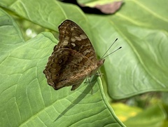 Junonia erigone