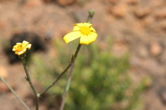 Osteospermum imbricatum