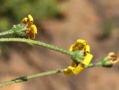 Osteospermum imbricatum