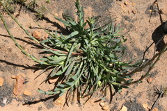 Osteospermum imbricatum
