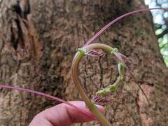 Cissus pteroclada