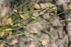 Othonna multicaulis
