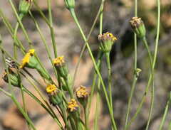 Othonna multicaulis