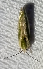 Earias huegeliana