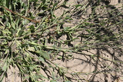 Othonna multicaulis