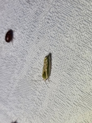 Earias huegeliana