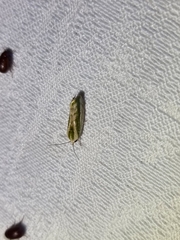 Earias huegeliana