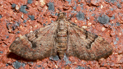 Mnesiloba eupitheciata