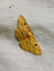 Parasynegia sundastriaria