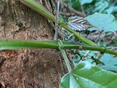 Cissus pteroclada