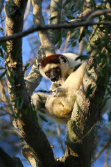 Propithecus verreauxi