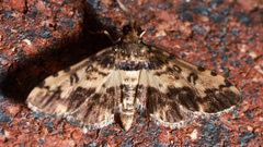 Nacoleia amphicedalis