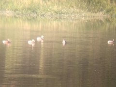 Tachybaptus ruficollis