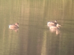 Tachybaptus ruficollis