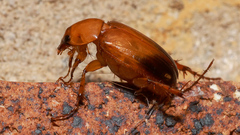 Phyllotocus macleayi