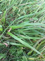 Brachypodium sylvaticum
