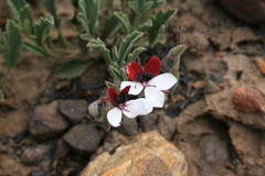 Pelargonium tricolor