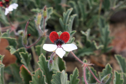 Pelargonium tricolor