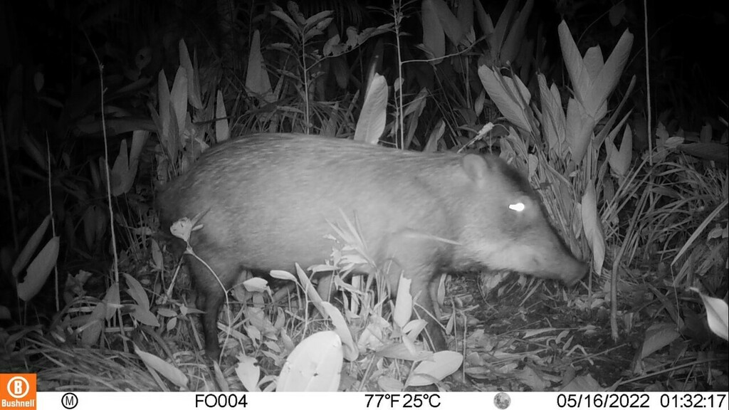 White-lipped Peccary in May 2022 by InverBosques. Registro obtenido ...