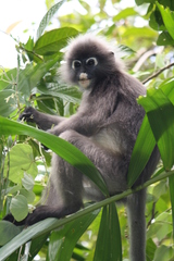 Trachypithecus obscurus