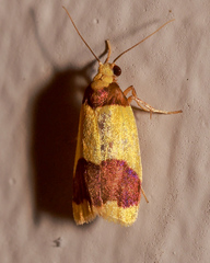 Heterallactis microchrysa