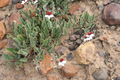 Pelargonium tricolor