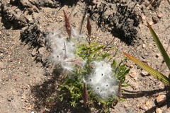 Aspidoglossum heterophyllum