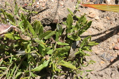 Aspidoglossum heterophyllum