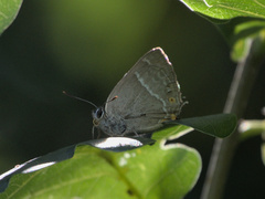 Favonius quercus