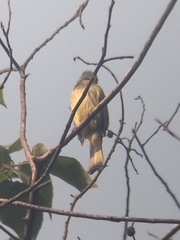 Spizixos semitorques