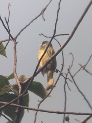 Spizixos semitorques