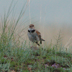 Melanocorypha mongolica