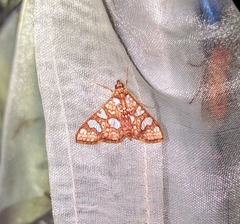 Glyphodes canthusalis