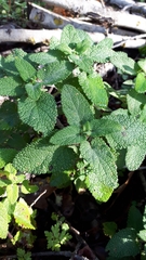 Teucrium