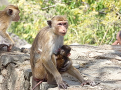 Macaca sinica