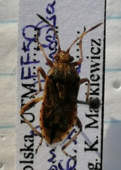 Stictopleurus abutilon