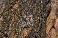 Stephanopis nigra