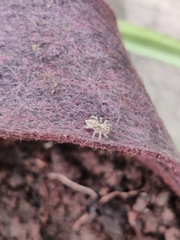 Thyene imperialis