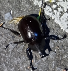 Xylotrupes australicus