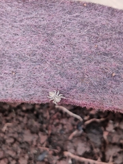 Thyene imperialis